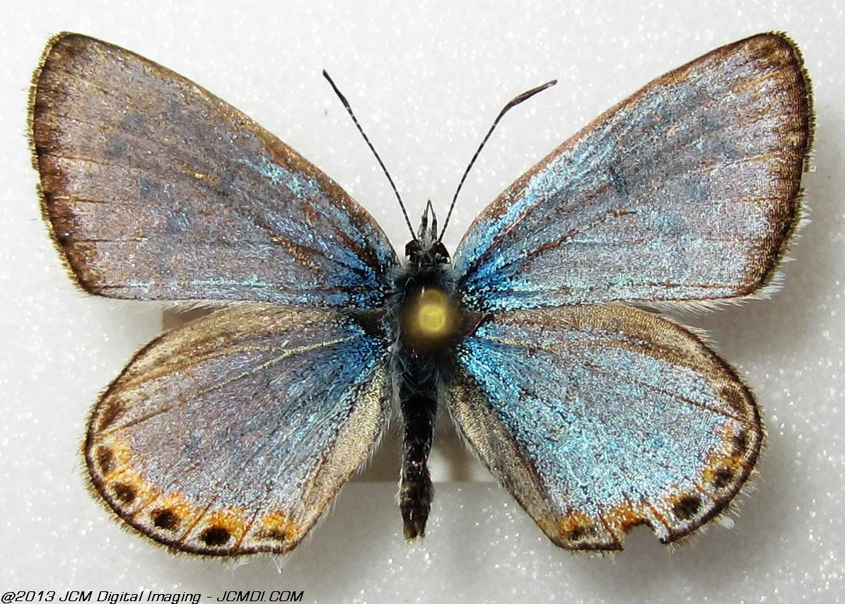 Plebejus chlorina (The Chlorine Blue, Kern Co, Lake Isabella area)